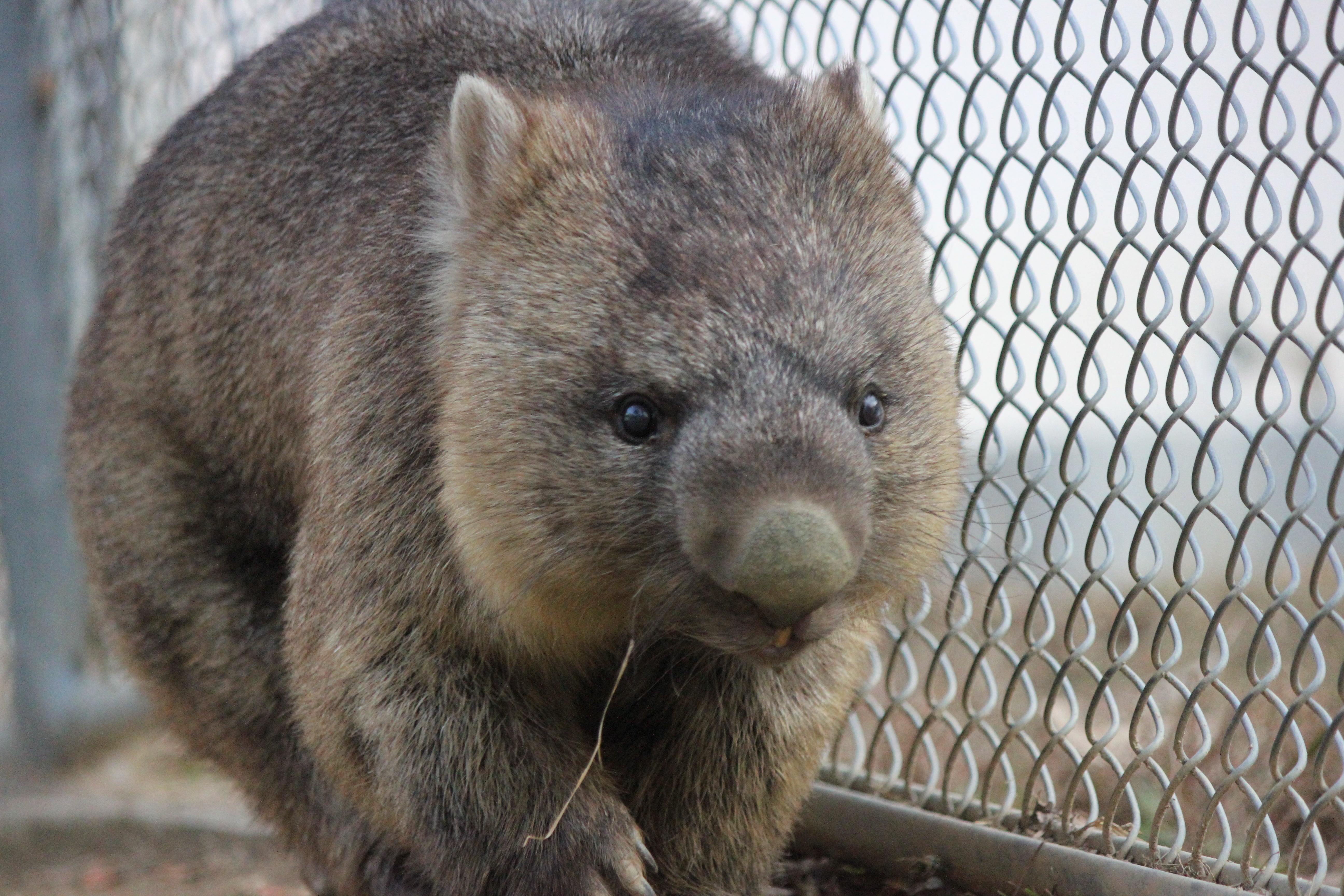 ギネス認定!世界最高齢ウォンバット「ワインくん」のワイン(白)