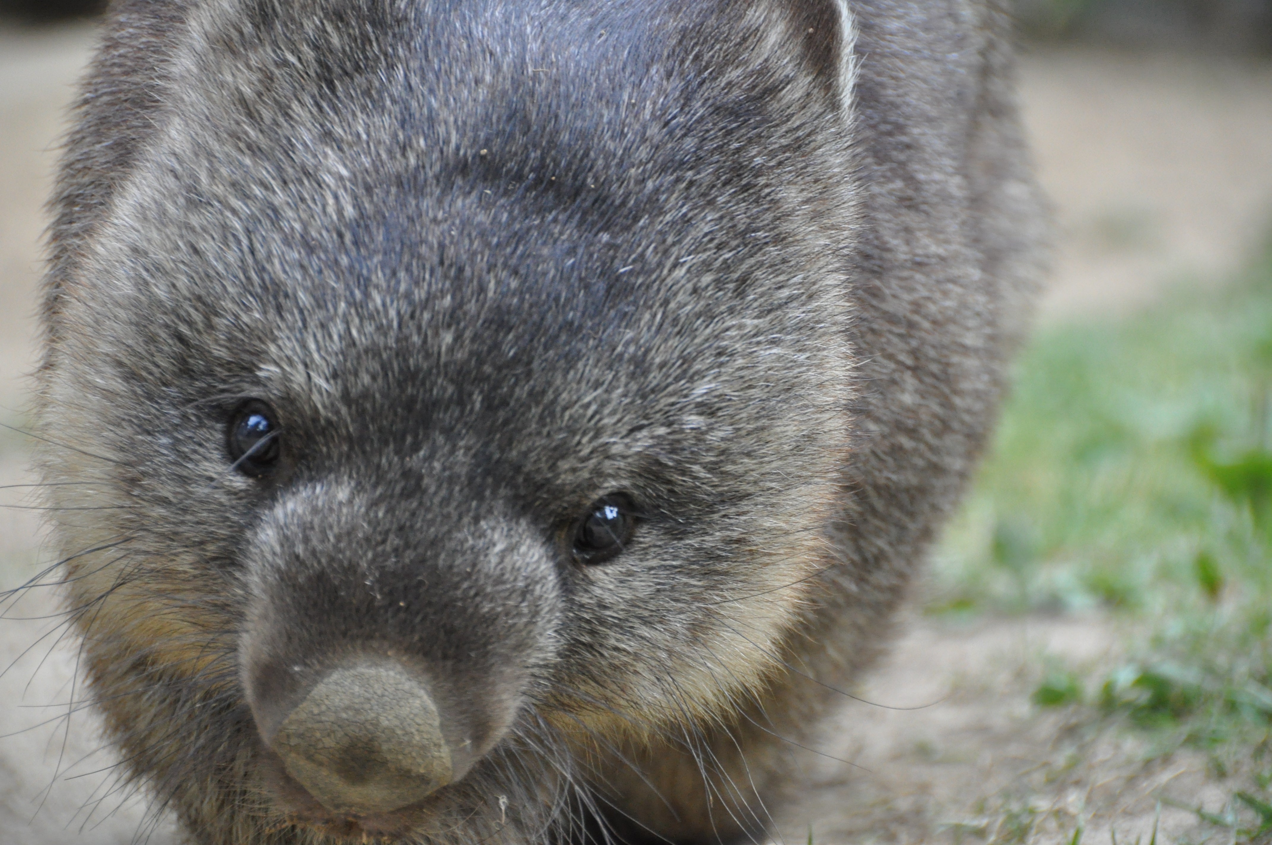 ギネス認定!世界最高齢ウォンバット「ワインくん」のワイン(白)
