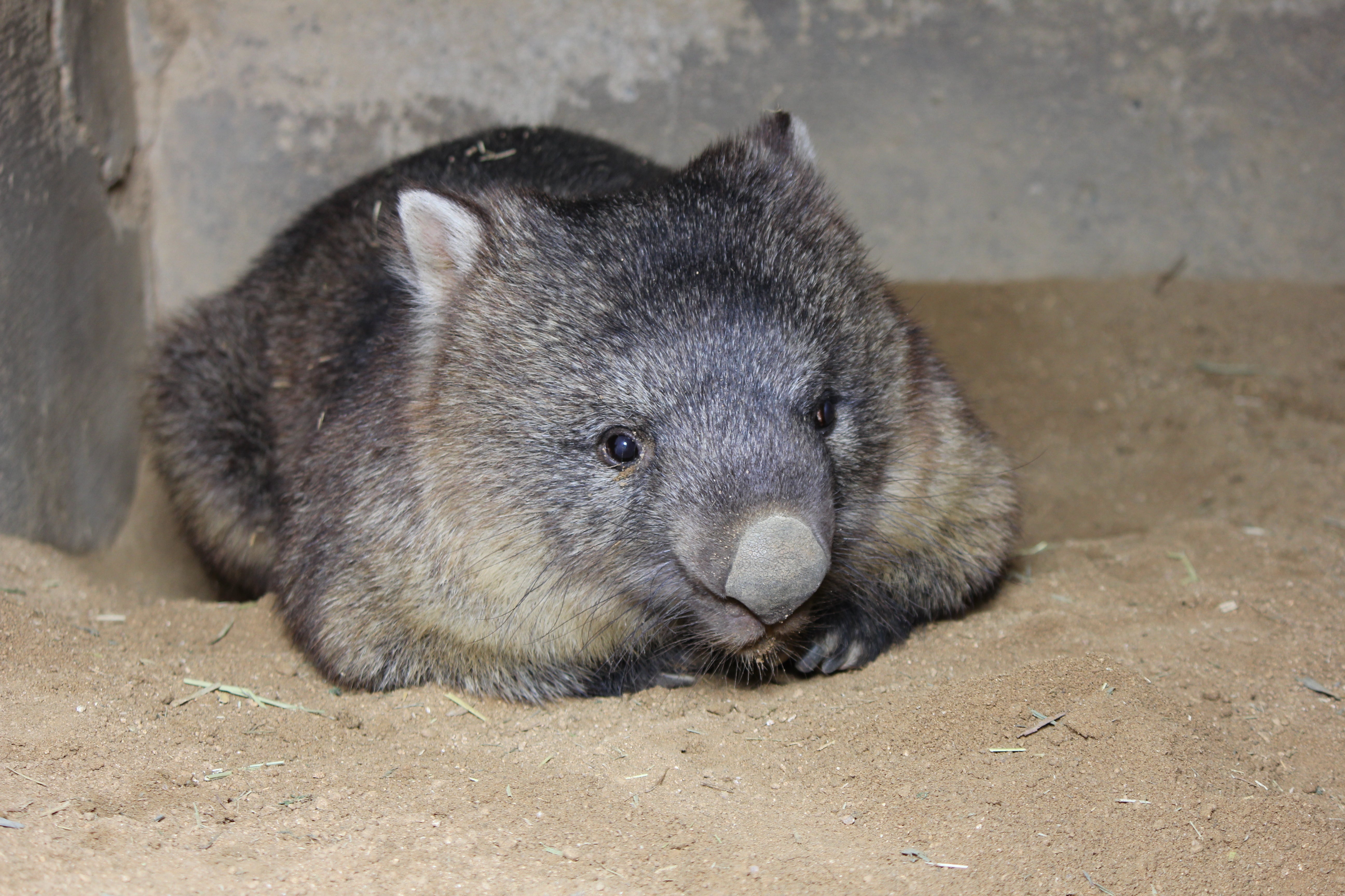 ギネス認定!世界最高齢ウォンバット「ワインくん」のワイン(白)