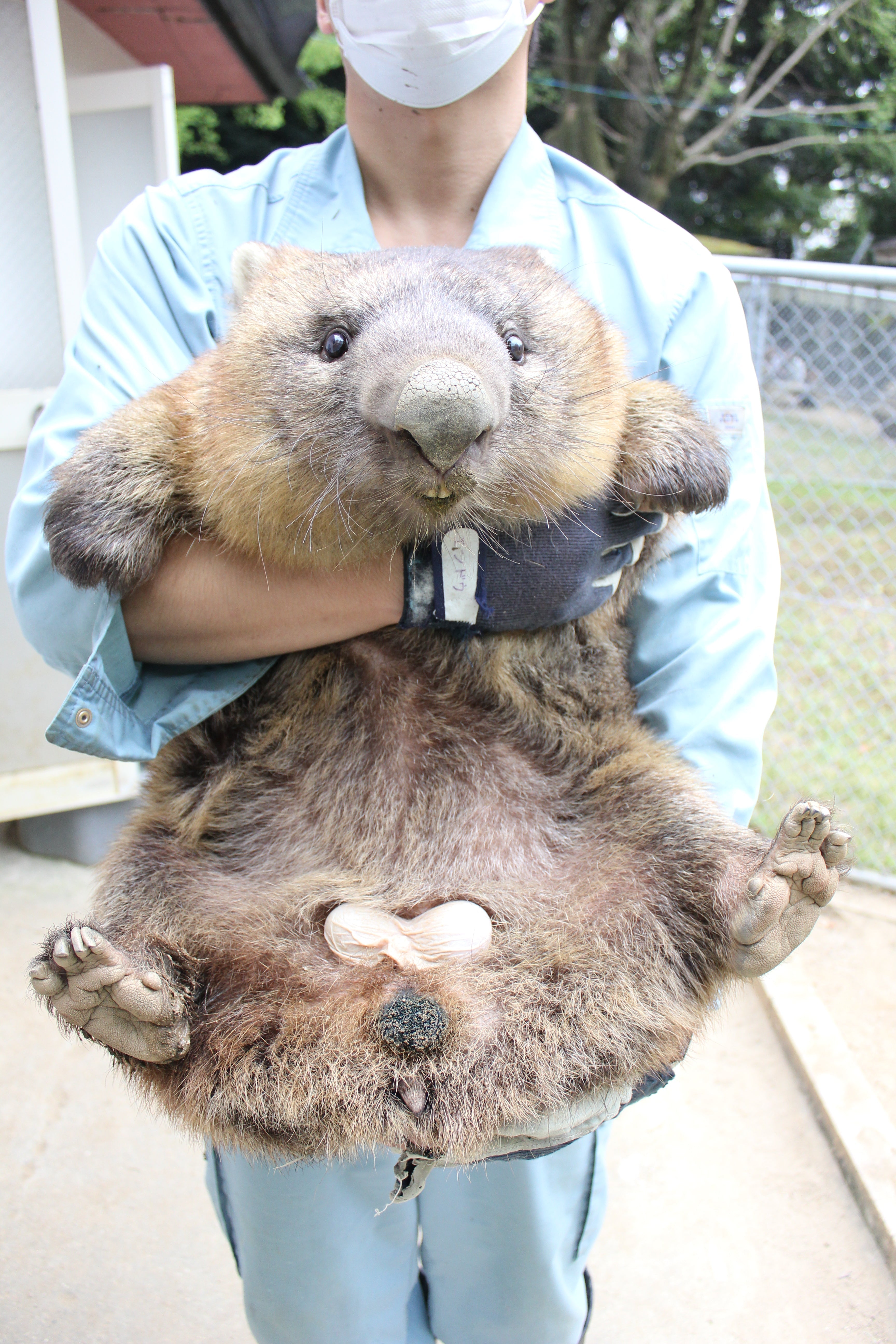 ギネス認定!世界最高齢ウォンバット「ワインくん」のワイン(白)