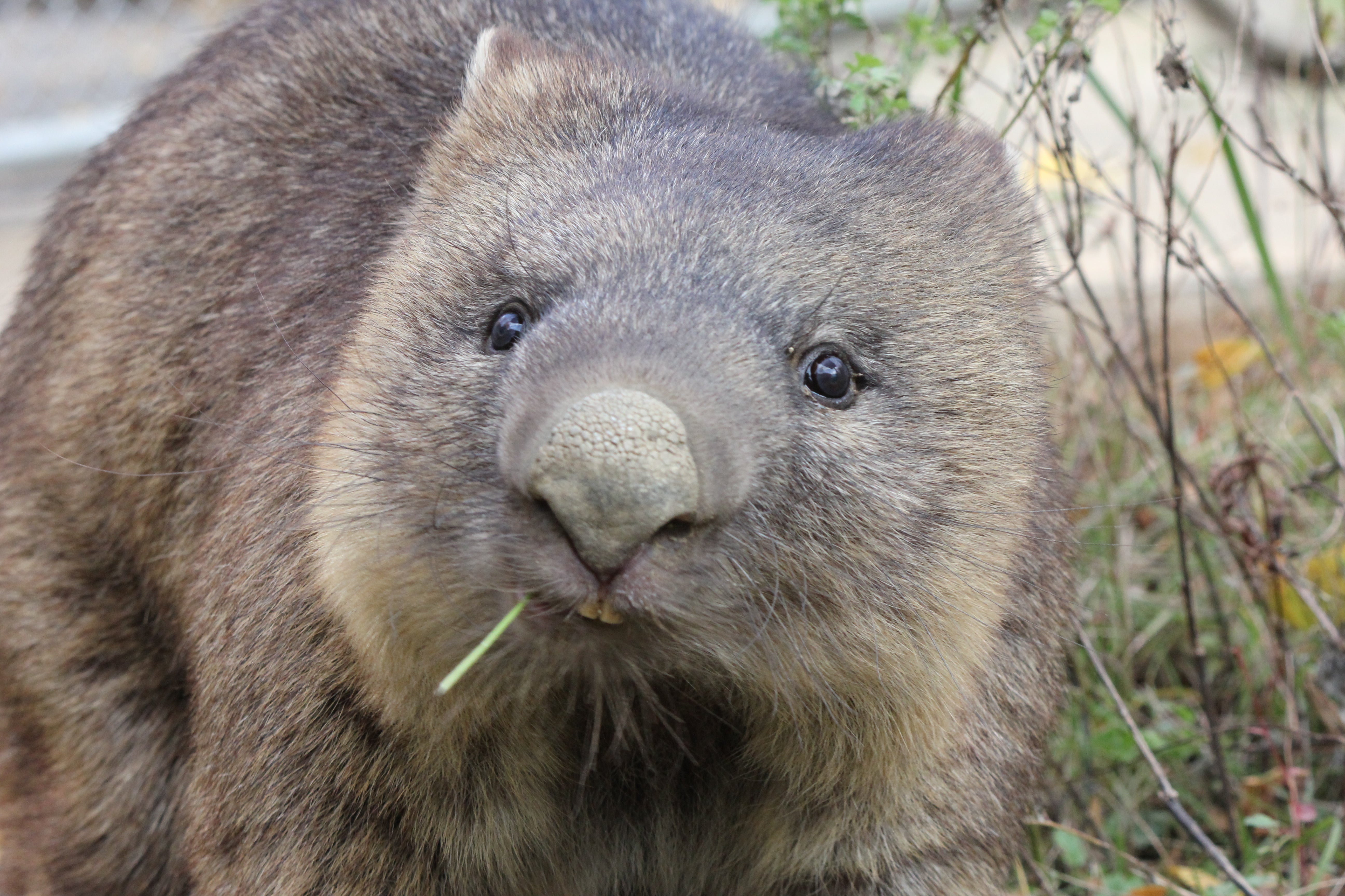 ギネス認定!世界最高齢ウォンバット「ワインくん」のワイン(白)