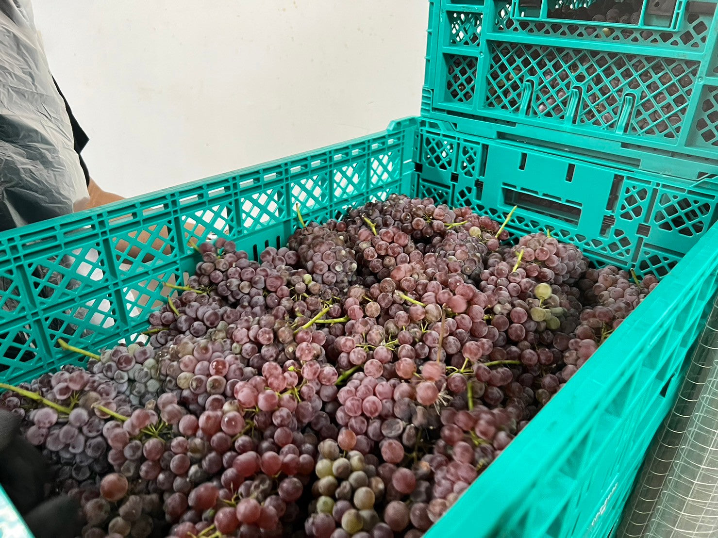 【酸化防止剤無添加】山形県産デラウェアオレンジ無ろ過2023