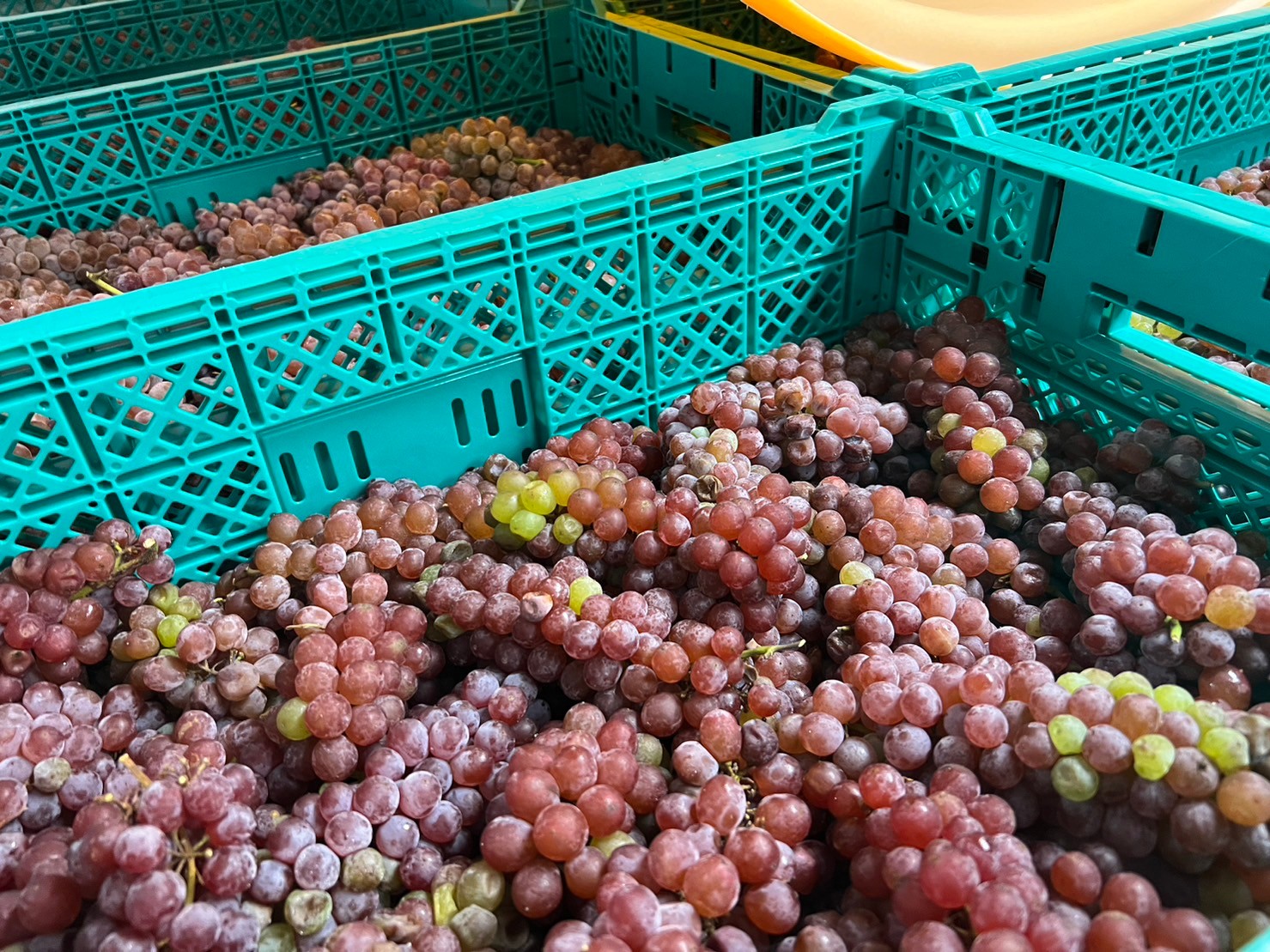 【酸化防止剤無添加】山形県産デラウェア白無ろ過2023