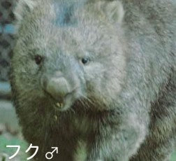 【限定販売!】五月山動物園のウォンバット「フクくん」コラボワイン(白)